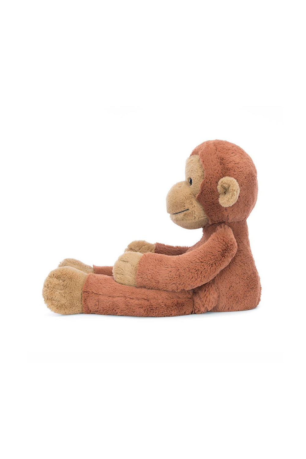 pongo orangutan-1